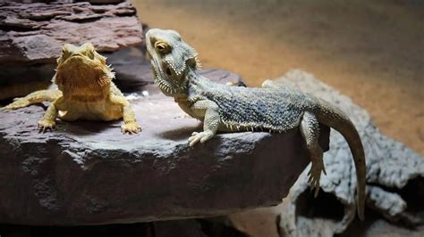 How To Sex A Bearded Dragon The Complete Guide