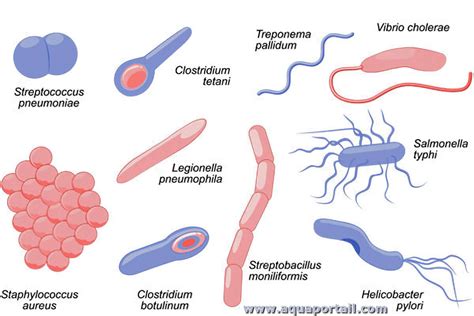 Bactérien Définition Et Explications