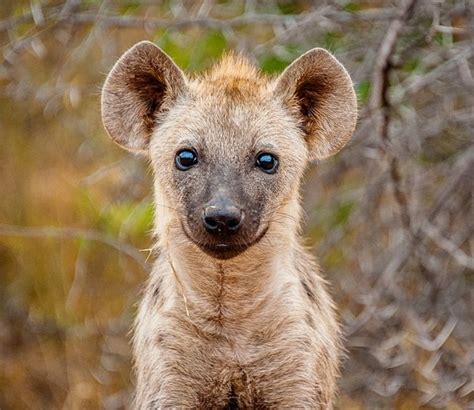 Launch Of The Mun Ya Wana Conservancy Spotted Hyena Project — Wild