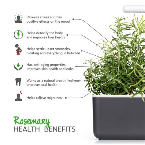 Rosemary Plant Pods For Indoor Herb Garden Click And Grow Click And Grow Eu