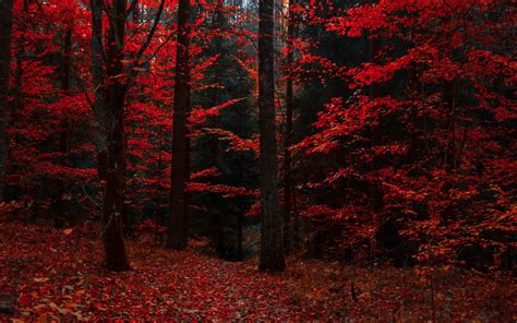 Red Fall Forest Wallpapers Wallpaper Cave