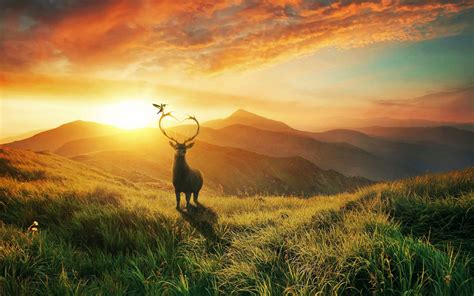 Landscape Sunset Deer Mountains Bird Desktop Wallpapers