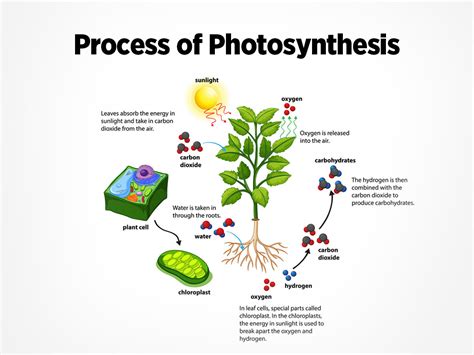 A Comprehensive Guide To Photosynthesis Understanding The Conversion Of Light Energy Into