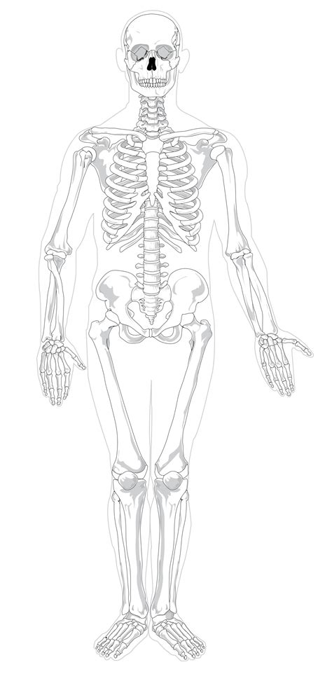 Unlabeled Diagram Of The Human Skeleton Human Skeleton