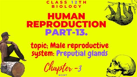 Male Reproductive System Preputial Glandshuman Reproduction Class 12 Ncert Cbse Neet