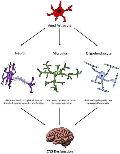 Frontiers Astrocytes And Aging