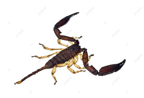 Large Scorpion Isolated Over White Arachnid Dangerous Claw Photo