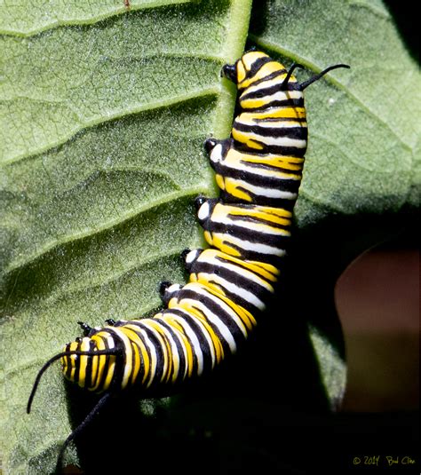 Monarch Butterfly Caterpillar J4 Animal And Insect Photos Images By