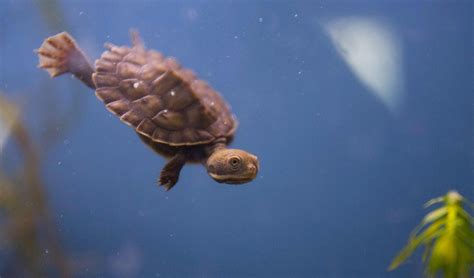 Help Save Turtles With A New Tracking App Australian Geographic
