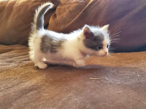Munchkin Cats For Sale Hobbs Nm Funny Animal Pictures Funny Animals