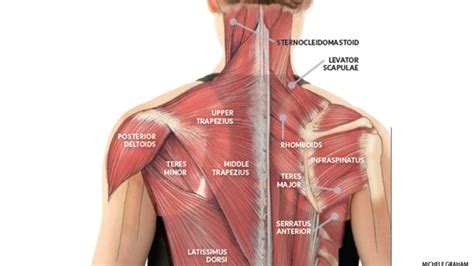 Each vertebral bone has an opening forming a continuous hollow longitudinal space, which runs the whole length of the back. This is why improving the neck muscles will help you with ...
