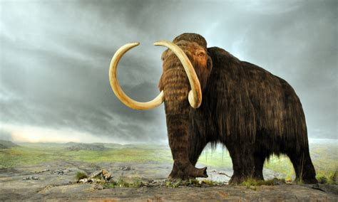 Could Hunters Help Bring Back The Woolly Mammoth From Extinction