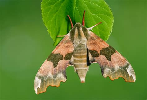 Lime Hawk Moth Butterfly Conservation