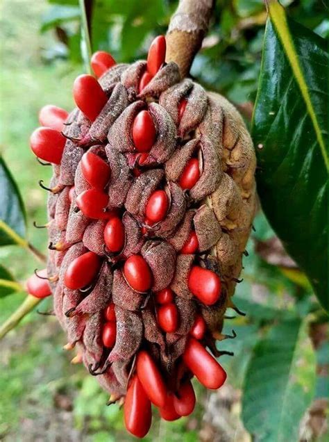 The Fruit Of The Southern Magnolia Plant 9gag