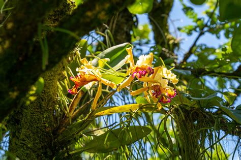 The Richest Country In Orchids In The World Colombia