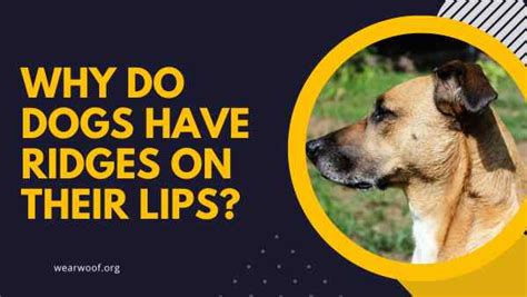 Why Do Dogs Have Ridges Serrated Lips On Their Lips