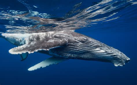 Animal Humpback Whale Hd Wallpaper