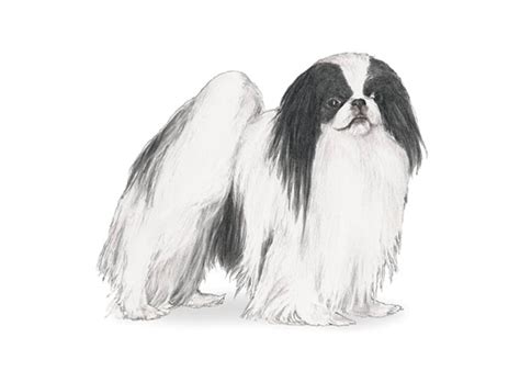 We Syng Cert Breeder Over 30 Years Japanese Chin Cavalier King Charles