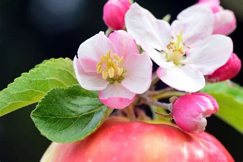 Apple Tree In Bloom