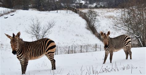 Snow And Stripes A Zebra Update Smithsonians National Zoo