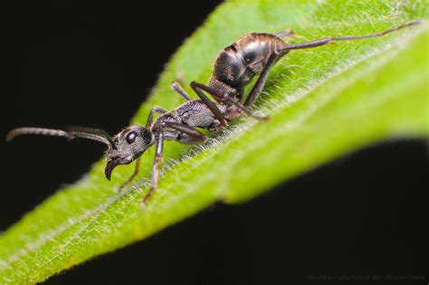 Langgam Ang Langgam O Guyam Ingles Ant Ay Isang Insekto Flickr