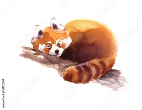 Watercolor Red Panda Sleeping On The Branch Hand Drawn Animal