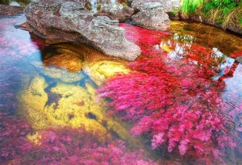 Caño Cristales Colombia Lo Spettacolo Del Fiume Più Colorato Al Mondo