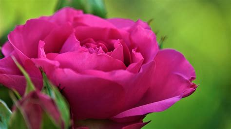 Rose Blossom Bloom Free Photo On Pixabay