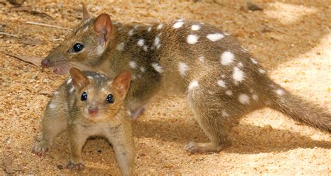 In A Conservation Catch 22 Efforts To Save Quolls Might Endanger Them