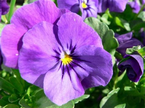 Free Picture Purple Pansy Flower