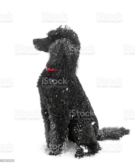 Black Standard Poodle On Snow In Winter Stock Photo Download Image
