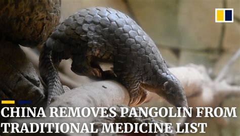 China Removes Pangolin From Traditional Chinese Medicine List South