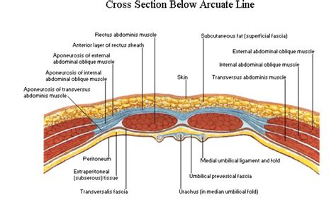 Abdominal Wall Anatomy Cross Section Vrogue Co