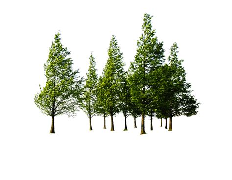 Forest Trees Png Png Image Collection