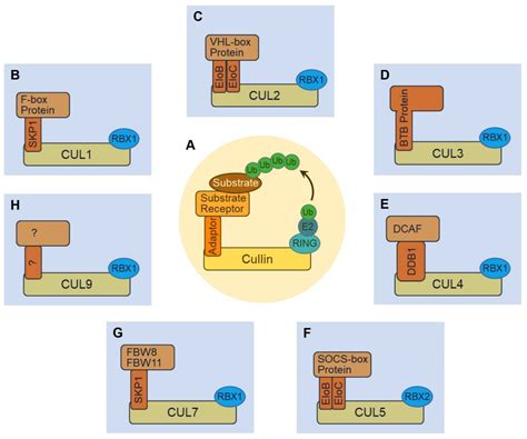 biomolecules free full text roles of cullin ring ubiquitin ligases in cardiovascular diseases