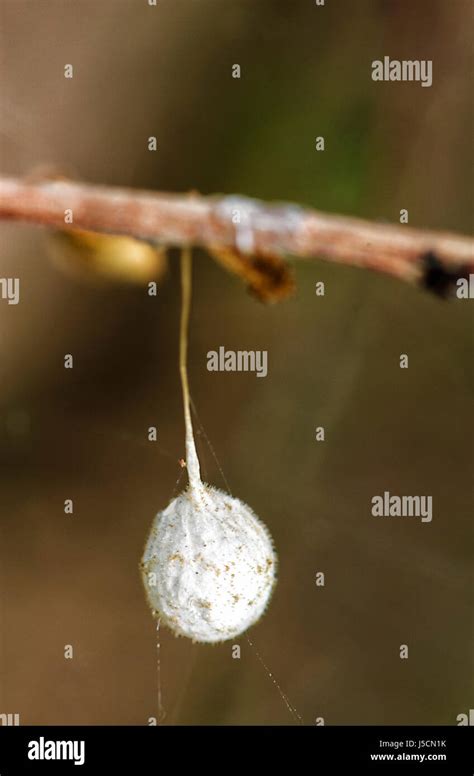 Spider Egg Sac New South Wales Nsw Australia Stock Photo Alamy