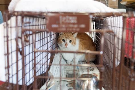 Survey Shows Tnr Successful In Managing Feral Cat Colonies Alley Cat