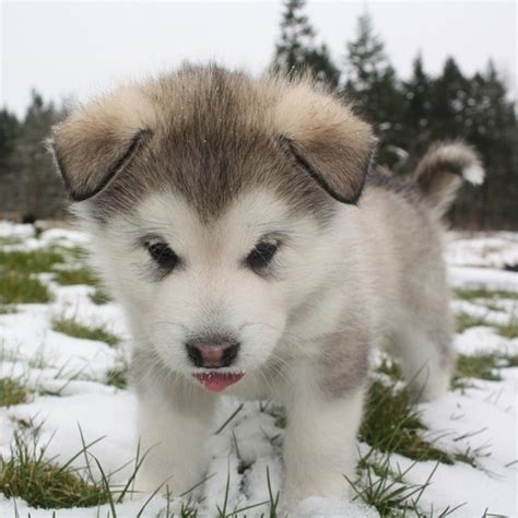 Fluffy Husky Puppy ᔕᑕᑌteeee Pinterest Puppys Huskies Puppies