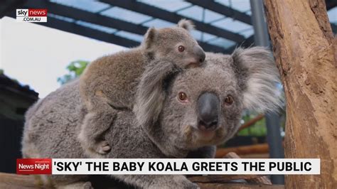 Taronga Zoos New Baby Koala ‘sky The Australian