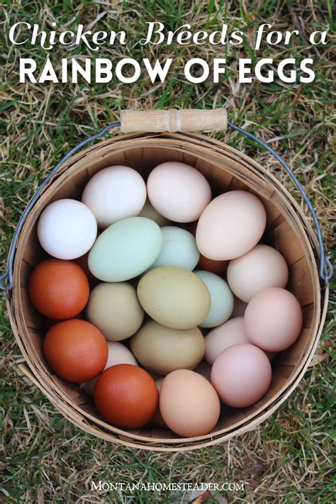 Chicken Breeds For A Colorful Rainbow Of Eggs