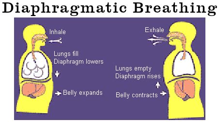 And the left lung is divided into two lobes. Is breathing from your diaphragm the same as breathing ...