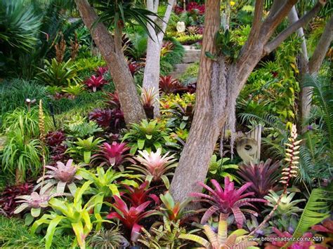 Como Cuidar De Bromélias E Fazer Um Jardim Colorido E Brilhante