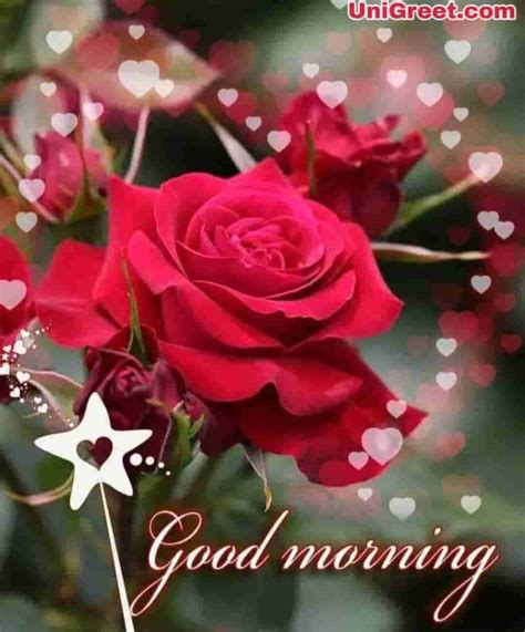 Complete Collection Of Over Good Morning Images With Beautiful Rose Flowers Stunning Full