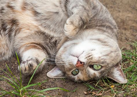 Luckily, rolling in dirt is usually actually good for your cat and this behavior is nothing to worry about. Top 7 Reasons Why Cats Roll Around In The Dirt Top 7 ...