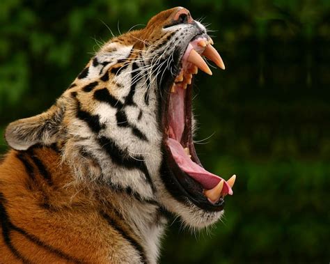 Tiger Animal Big Cats Wild Predator Hd Wallpaper Pxfuel