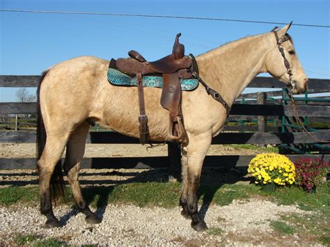 Black grullo buckskin quarter horses sale sylmar california. BIG BUTTERMILK BUCKSKIN QUARTER HORSE GELDING, USED FOR RANCH WORK, TRAIL RIDING For Sale in ...