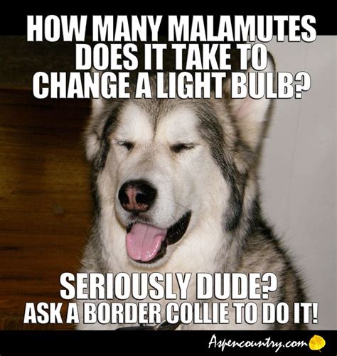 50 Best Images About Dog Meme On Pinterest Jokes Puppys