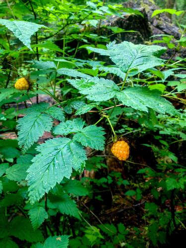Salmonberry The Edible And Medicinal Plants Of The Pacific Northwest