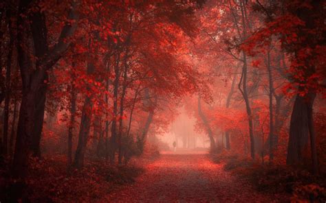 Red Autumn Forest