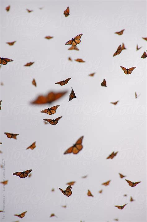 Join now to share and explore tons of collections of awesome wallpapers. Swarming monarch butterflies by Per Swantesson | Aesthetic iphone wallpaper, Butterfly wallpaper ...